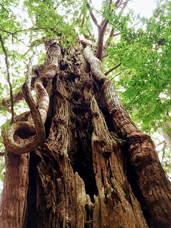 樹齢800年の巨木杉