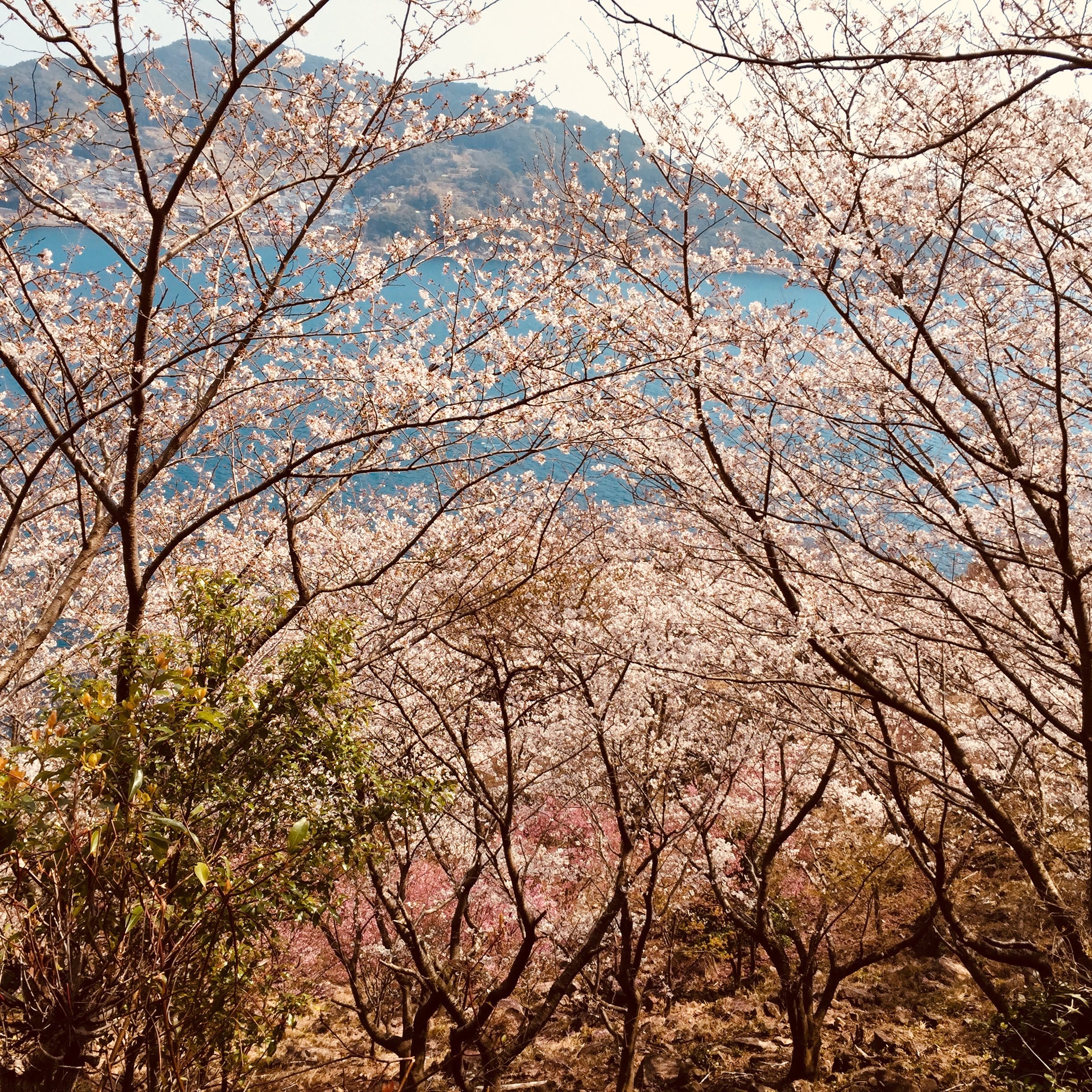 鬼ヶ城の桜