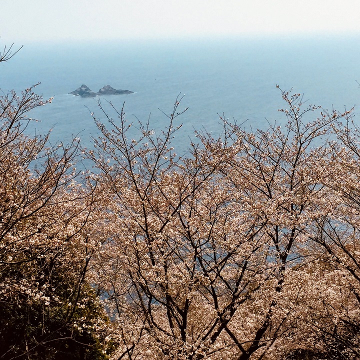 鬼ヶ城の桜