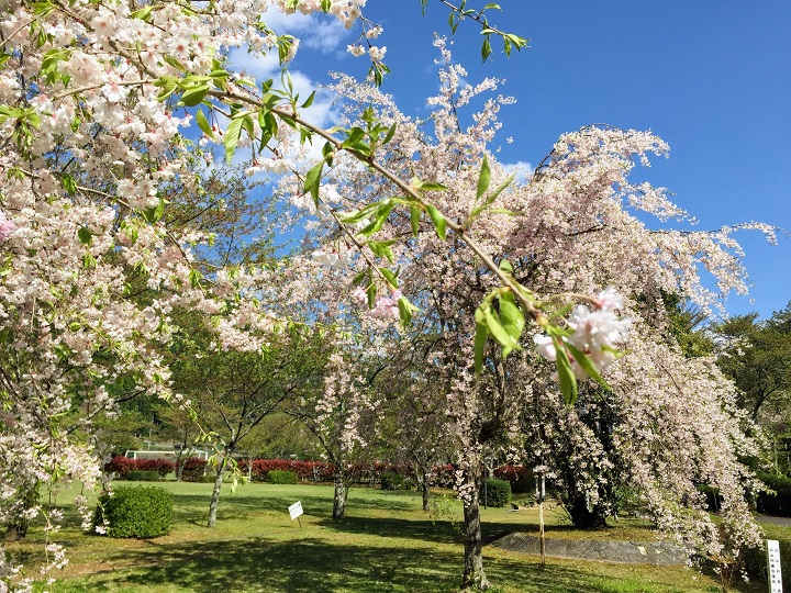 おくとろ公園の桜