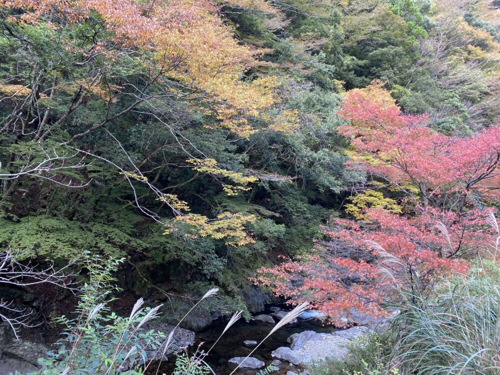 小橡川と紅葉